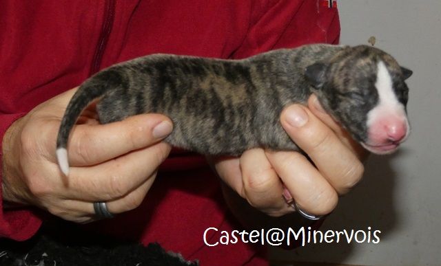 du castel minervois - Chiot disponible  - Whippet