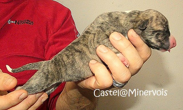 du castel minervois - Chiot disponible  - Whippet