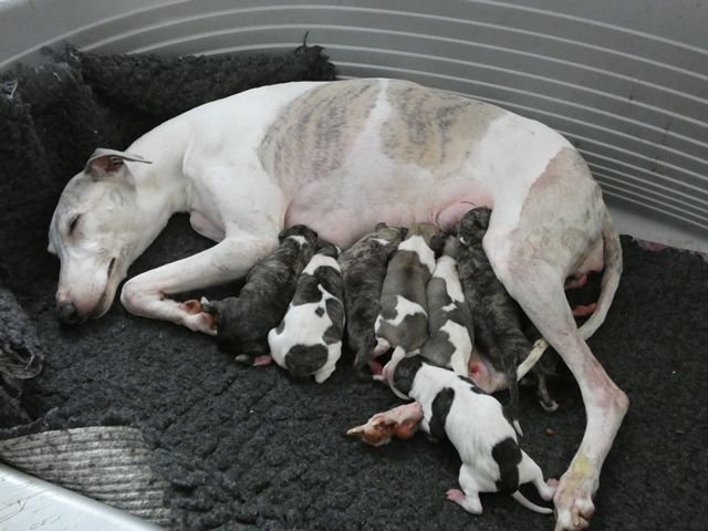 chiot Whippet du castel minervois