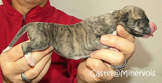 du castel minervois - Chiot disponible  - Whippet