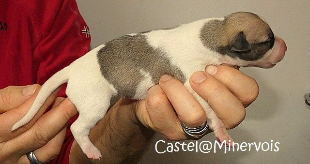 du castel minervois - Chiot disponible  - Whippet