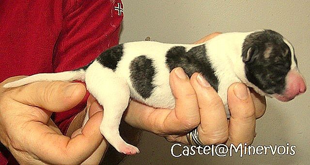 du castel minervois - Chiot disponible  - Whippet