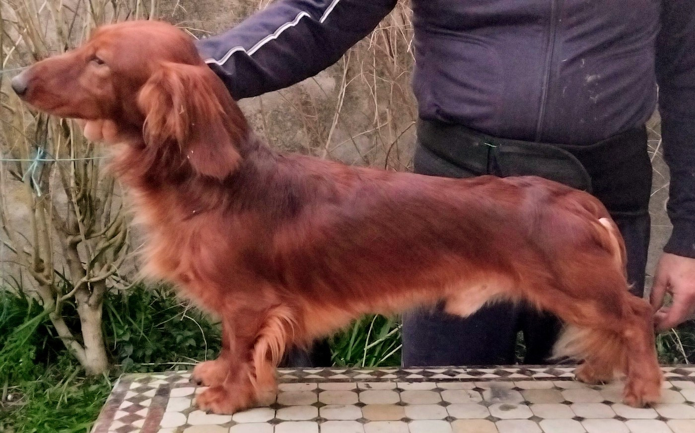 Vizir du Clos Espoir de Reve