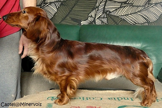 Vizir du Clos Espoir de Reve