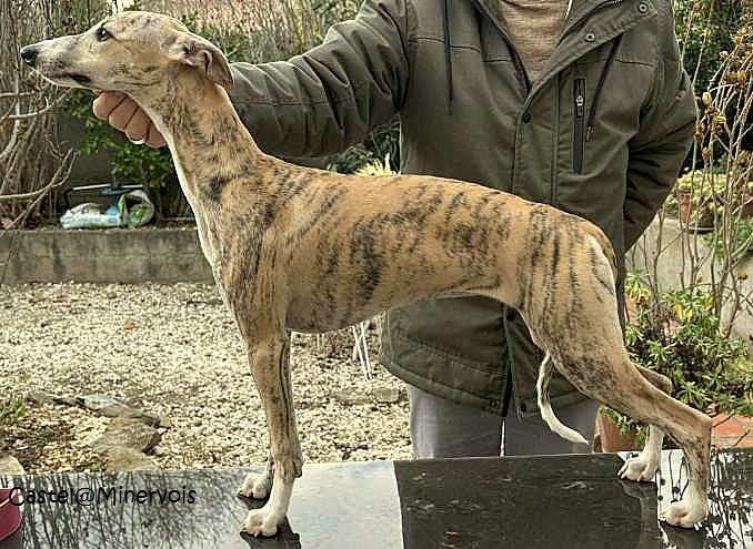 Ava gardner De Lev'horse
