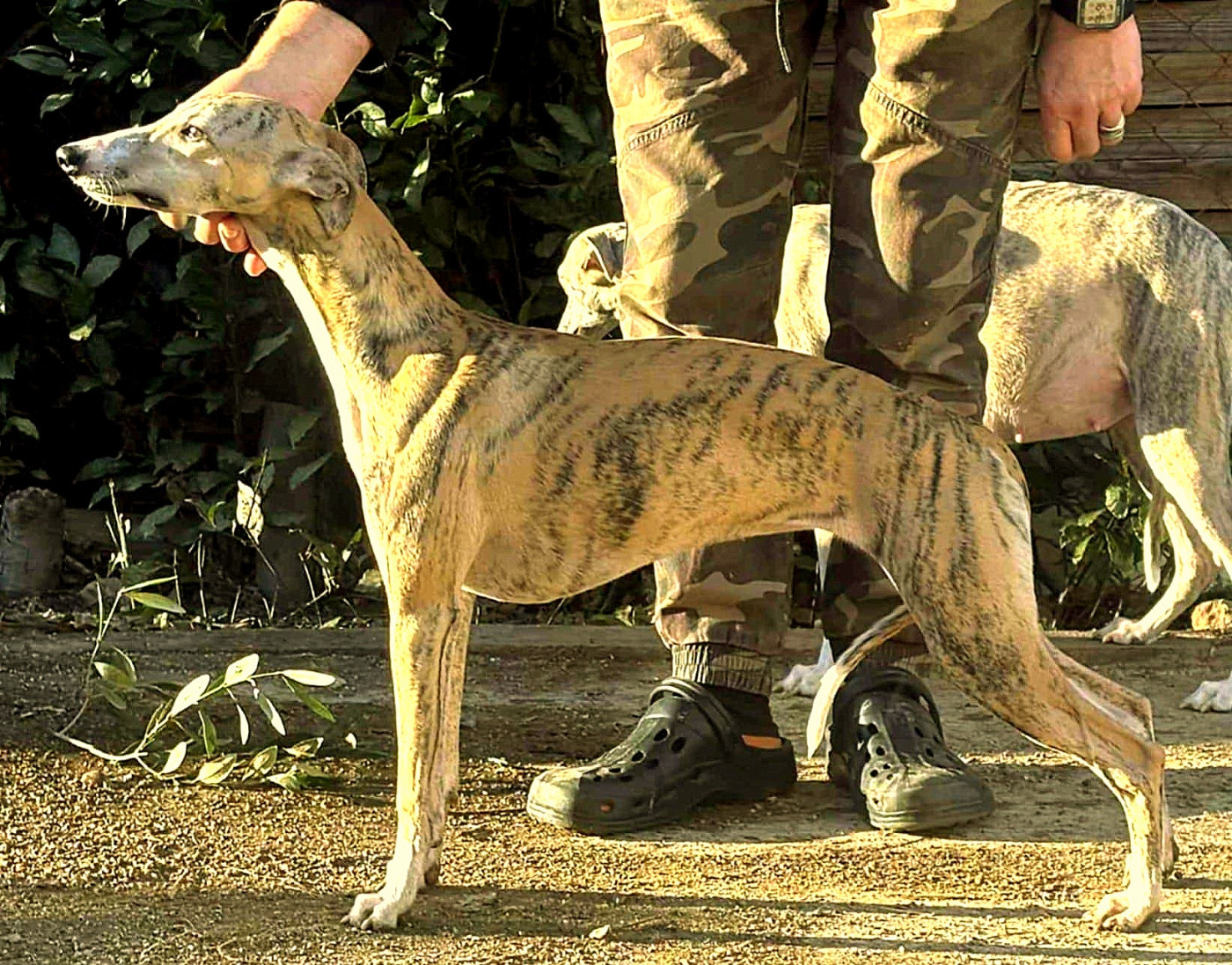 Ava gardner De Lev'horse