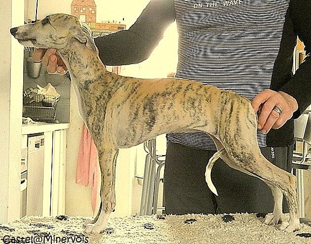 Ava gardner De Lev'horse