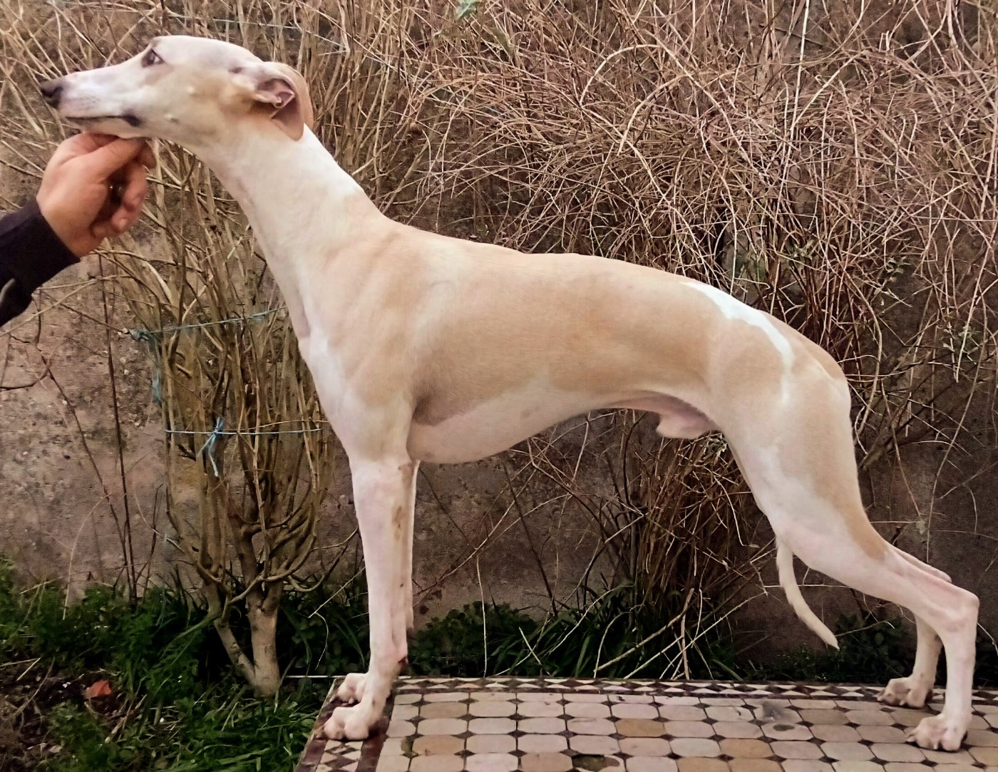 Asta la vista du castel minervois
