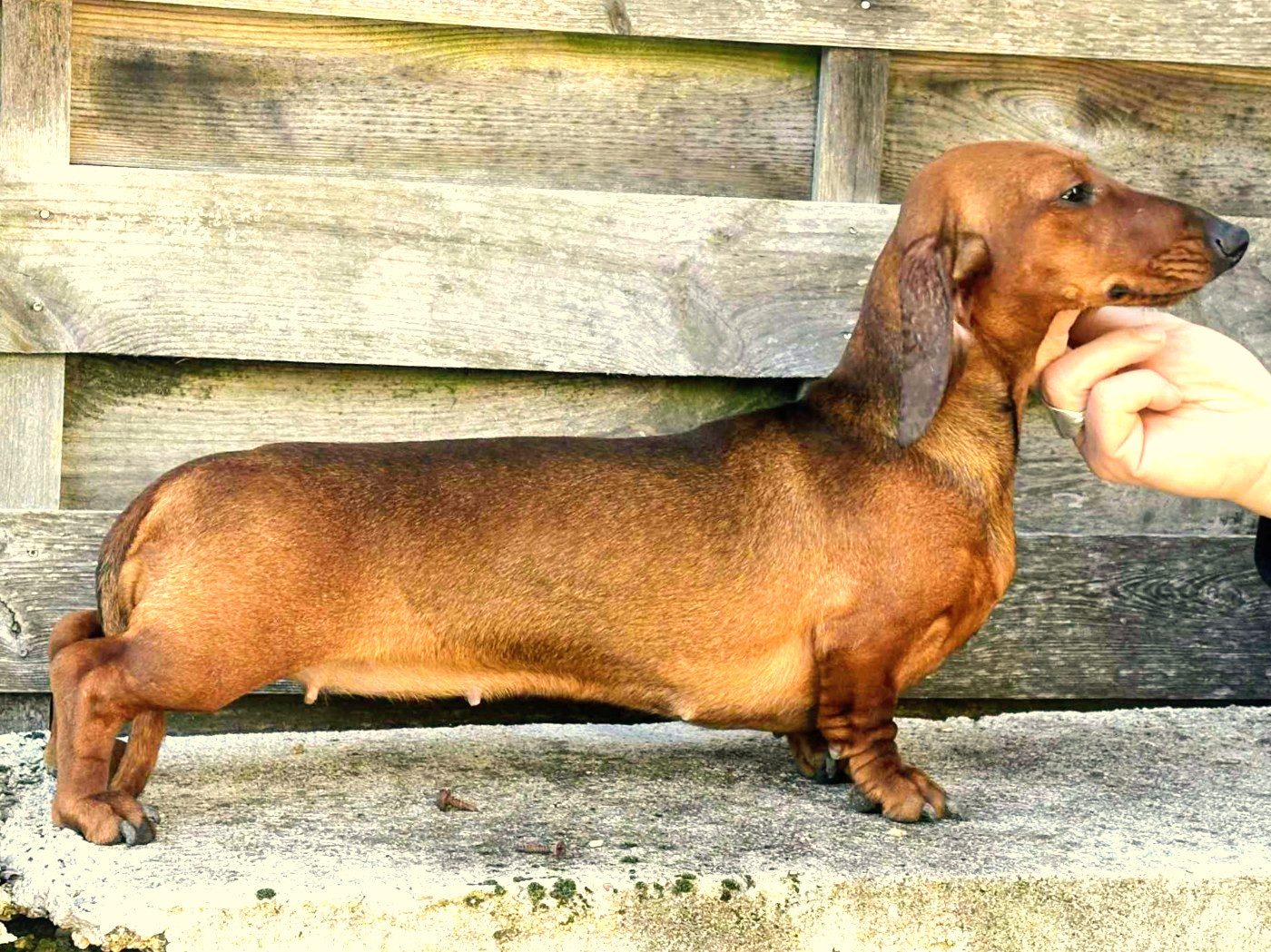 ruletadax Olivia rose