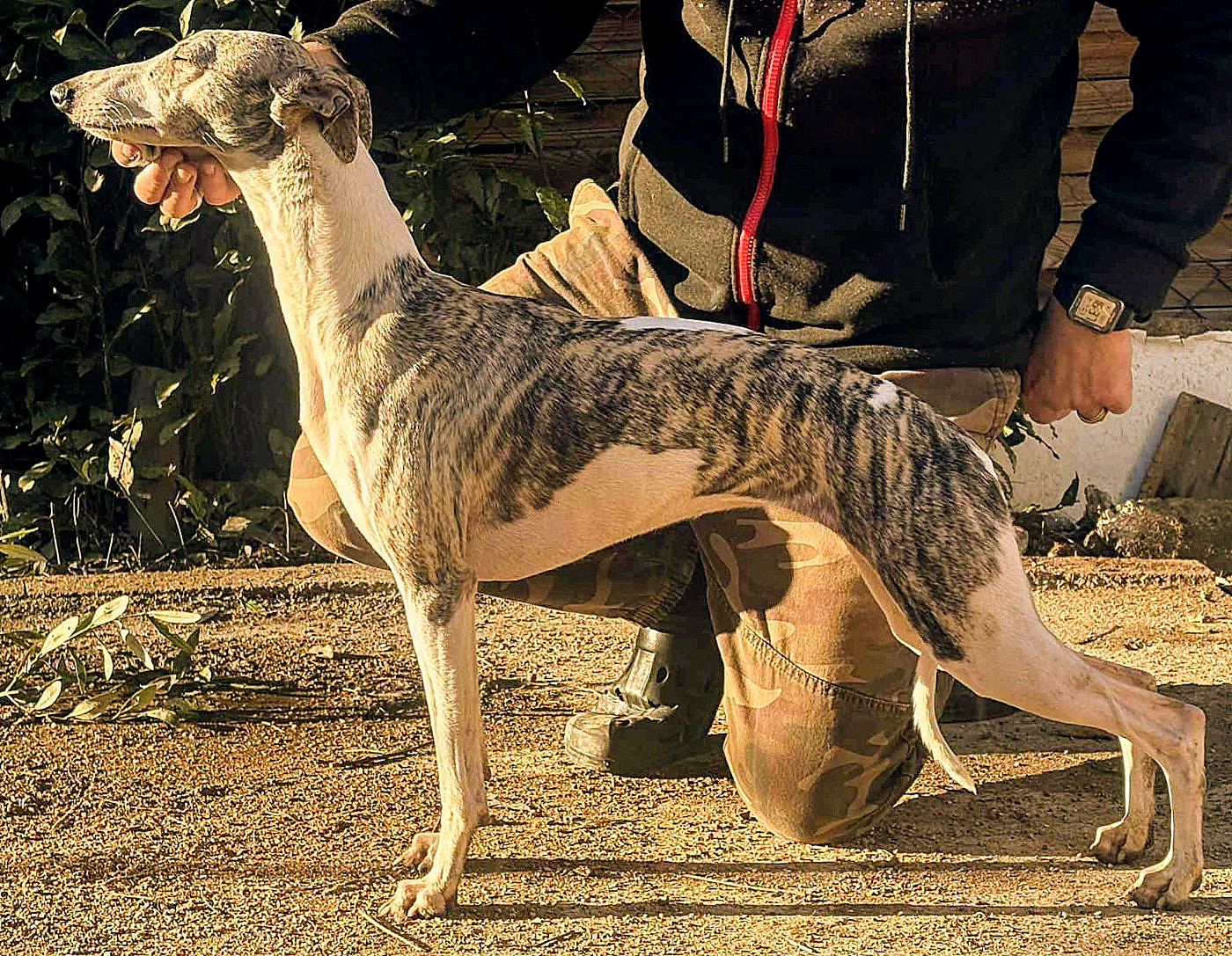 Anda morena du castel minervois