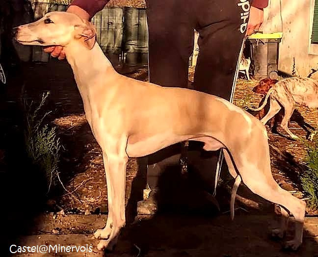 Asta la vista du castel minervois