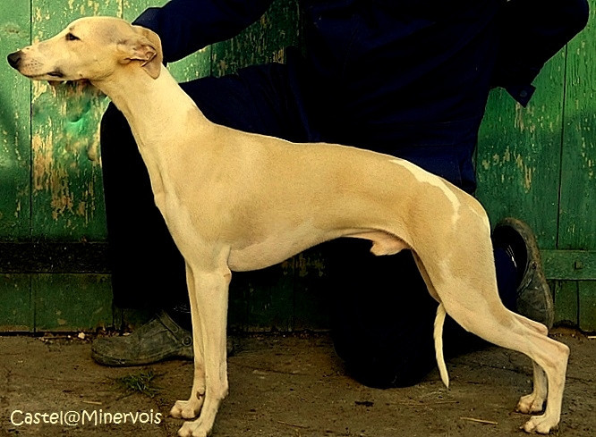 Asta la vista du castel minervois