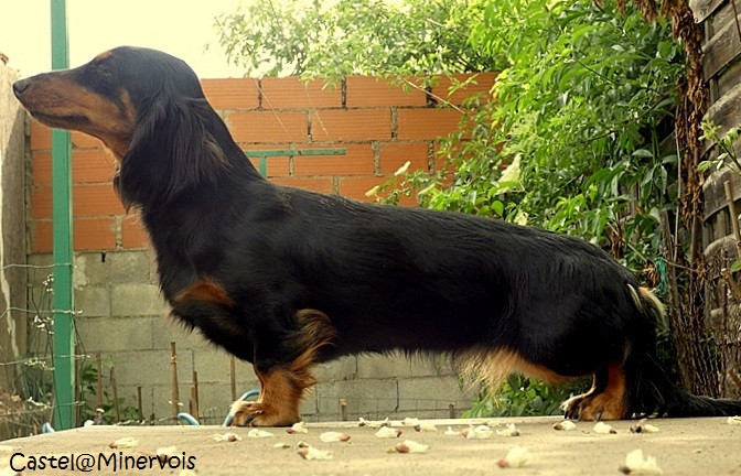 Athenaïs Good Spotted Paradise