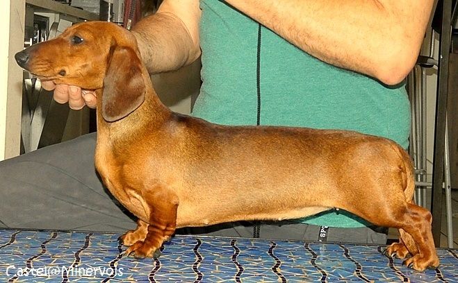 ruletadax Olivia rose