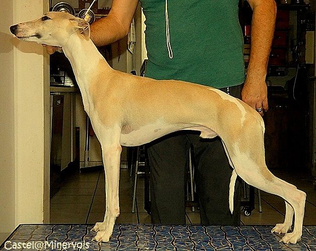 Asta la vista du castel minervois