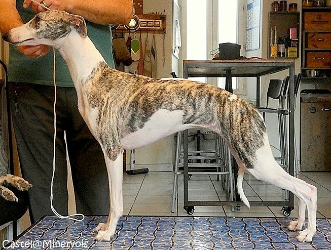 Anda morena du castel minervois