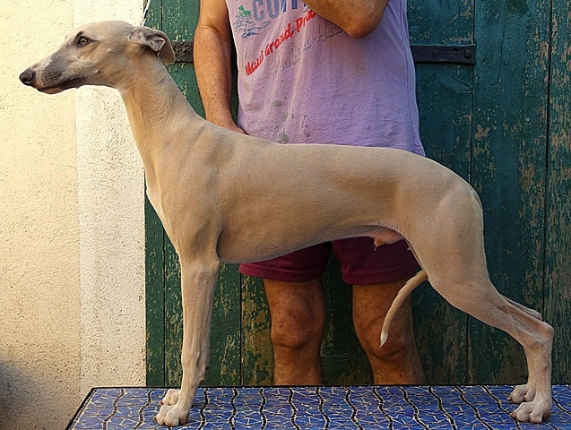 Billy Aidol du castel minervois