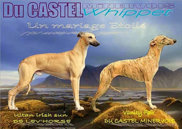 UN MARIAGE PLEIN DE STARS