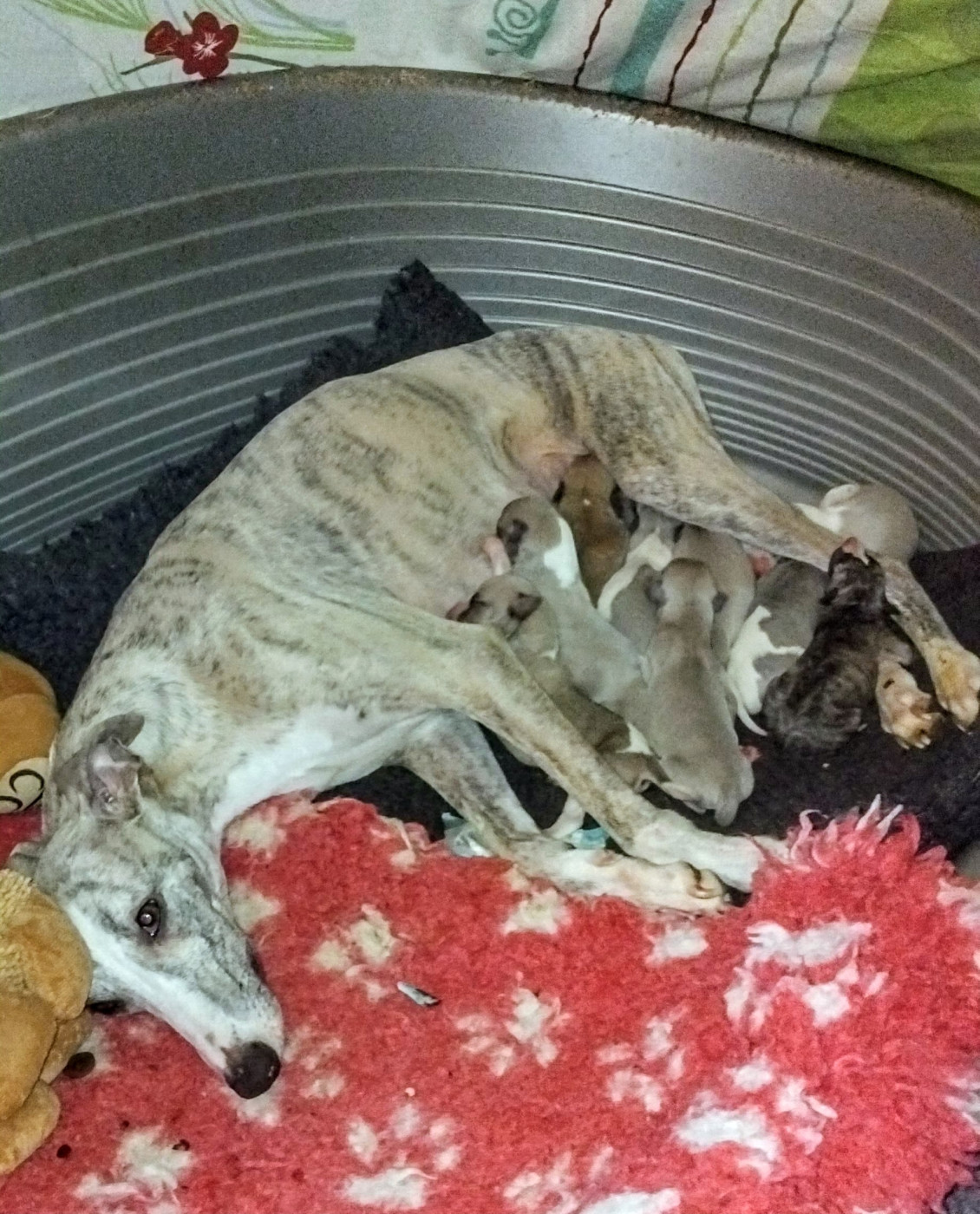 Les Bb whippets sont arrivés, page chiots ...