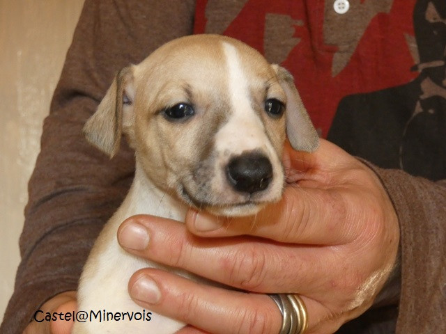 du castel minervois - Nouvelles photos des BB disponibles à la réservation ..