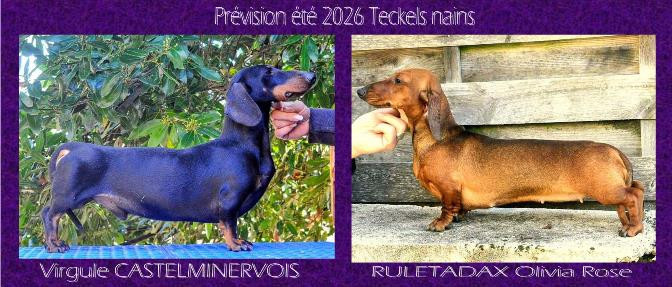 Mariage prévionnel Teckels nain poil ras pour été 2026
