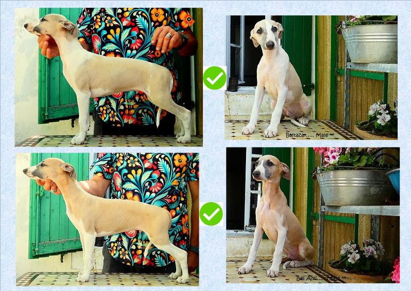 TRES BEAU MALES WHIPPET DISPONIBLES