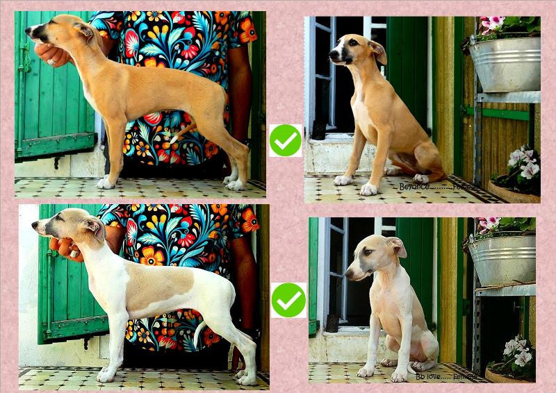 TRES BELLES FEMELES WHIPPET DISPONIBLES