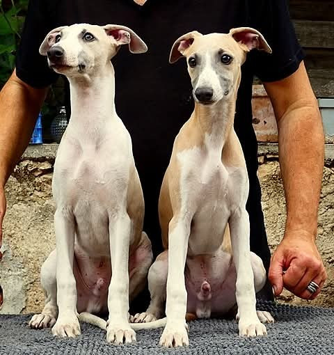 Chiots mâles wihippets Ex type encore disponible