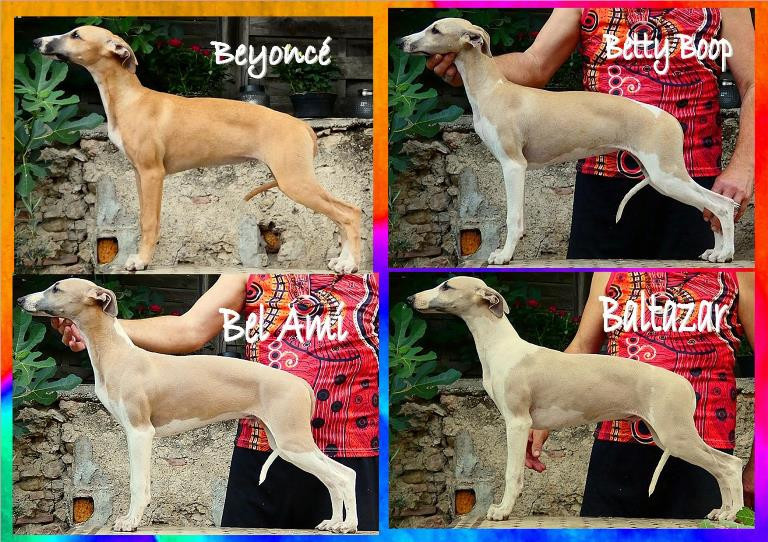 4 Mignifiques chiots de 4 mois à prix sacrifiés