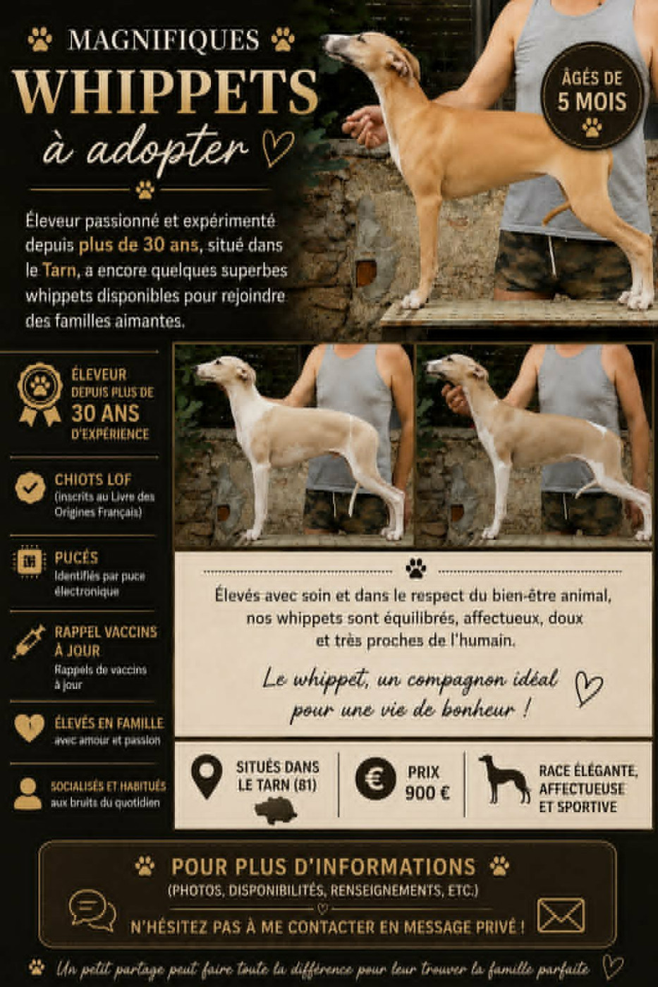CHIOTS DISPONIBLES