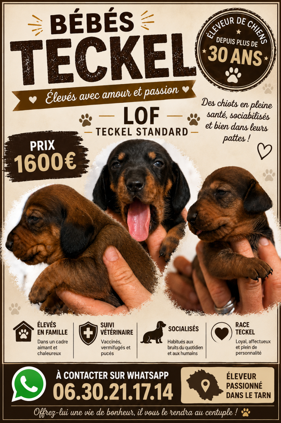 LES BB TECKELS STANDARDS SONT ARRIVES