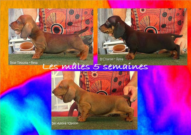 Les teckelous standards mâles 5 semaines