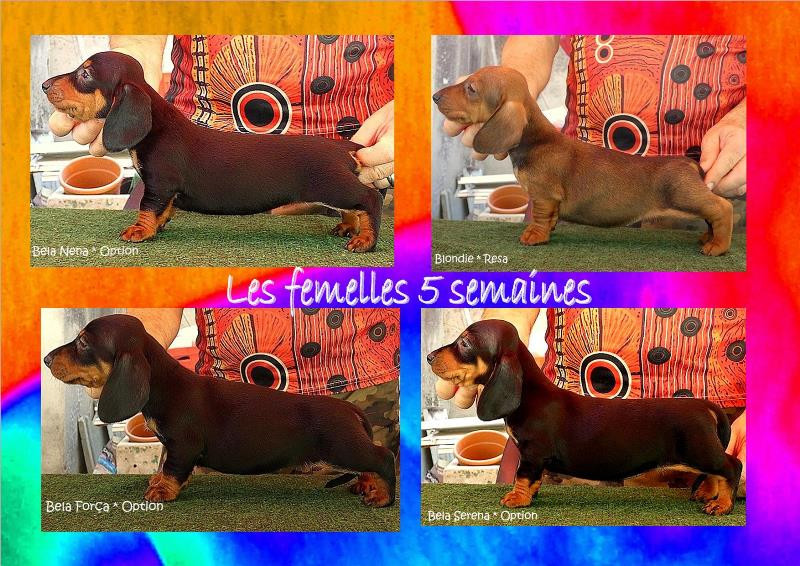 Les teckelous standards femelles 5 semaines