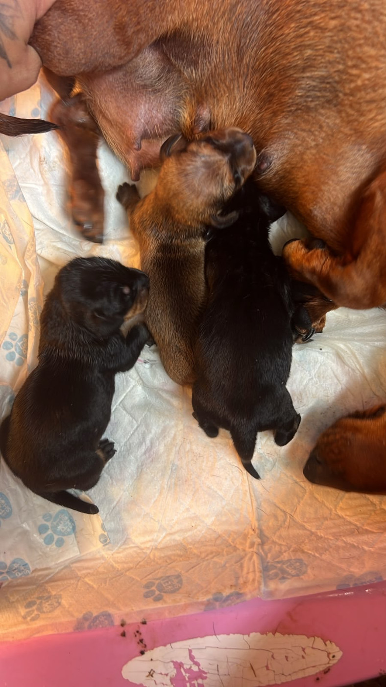 Naissance des bb d,Olivia et Virgule