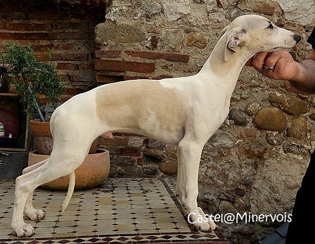 CHIOT PRIX EN BAISSE