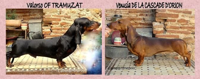 BB attendus entre Vénusia et Valorso 