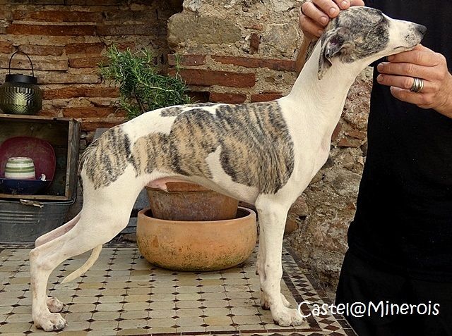 CHIOT BAISSE DE PRIX