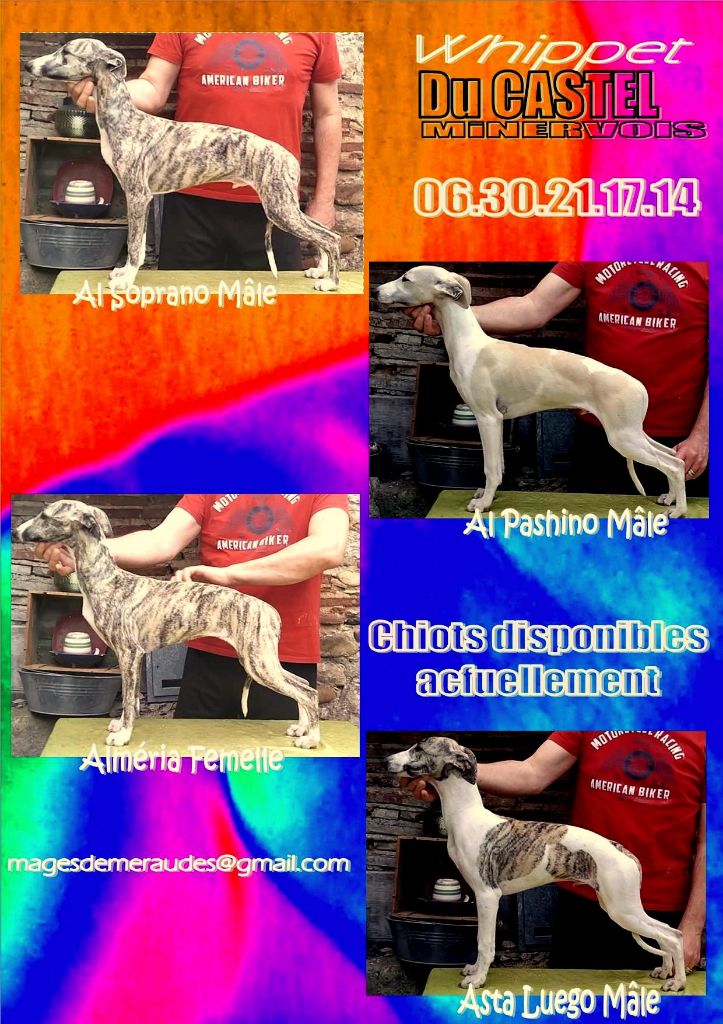 chiots encore disponibles
