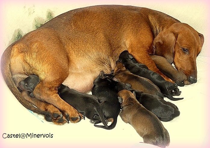 Les bb de Vénusia sont arrivés