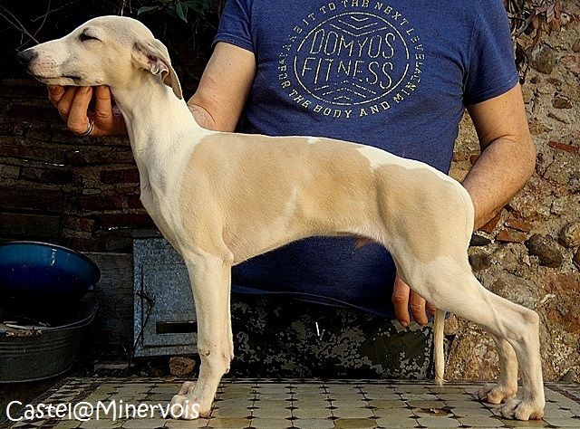 du castel minervois - Chiots disponibles - Whippet