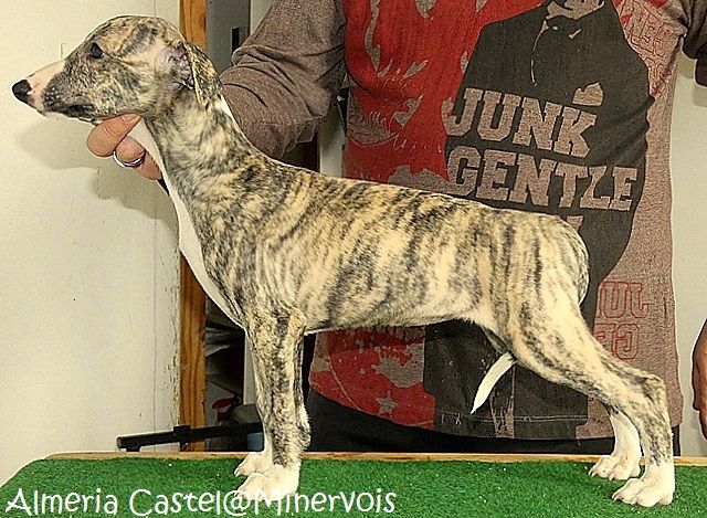 du castel minervois - Chiots disponibles - Whippet