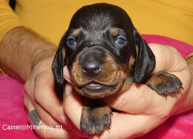 du castel minervois - Chiots disponibles - Teckel poil ras