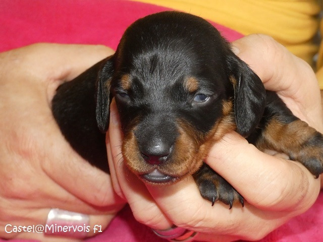 du castel minervois - Chiots disponibles - Teckel poil ras