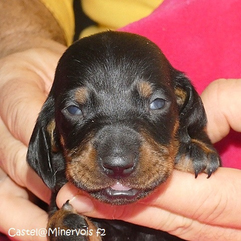 du castel minervois - Chiots disponibles - Teckel poil ras