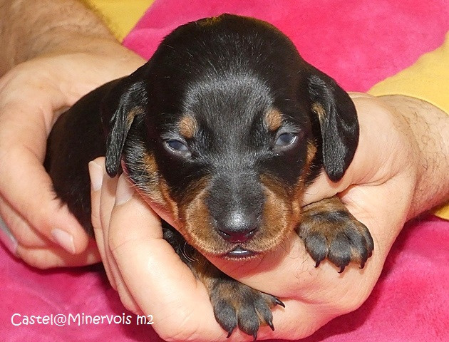 du castel minervois - Chiots disponibles - Teckel poil ras