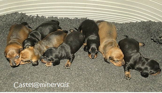 Chiot Teckel poil ras du castel minervois