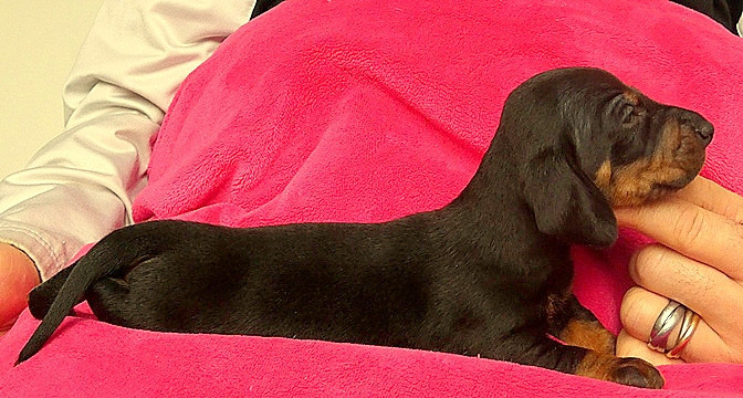 du castel minervois - Chiots disponibles - Teckel poil ras