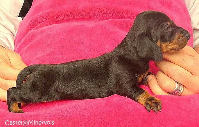 du castel minervois - Chiots disponibles - Teckel poil ras