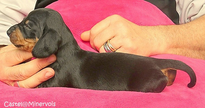 du castel minervois - Chiots disponibles - Teckel poil ras