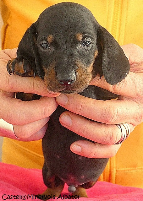 du castel minervois - Chiots disponibles - Teckel poil ras